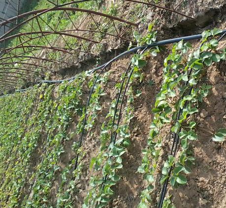 長沙東日園林工程有限公司,長沙園林綠化工程,長沙綠化養護管理 長沙東日園林工程有限公司,長沙園林綠化工程,長沙綠化養護管理